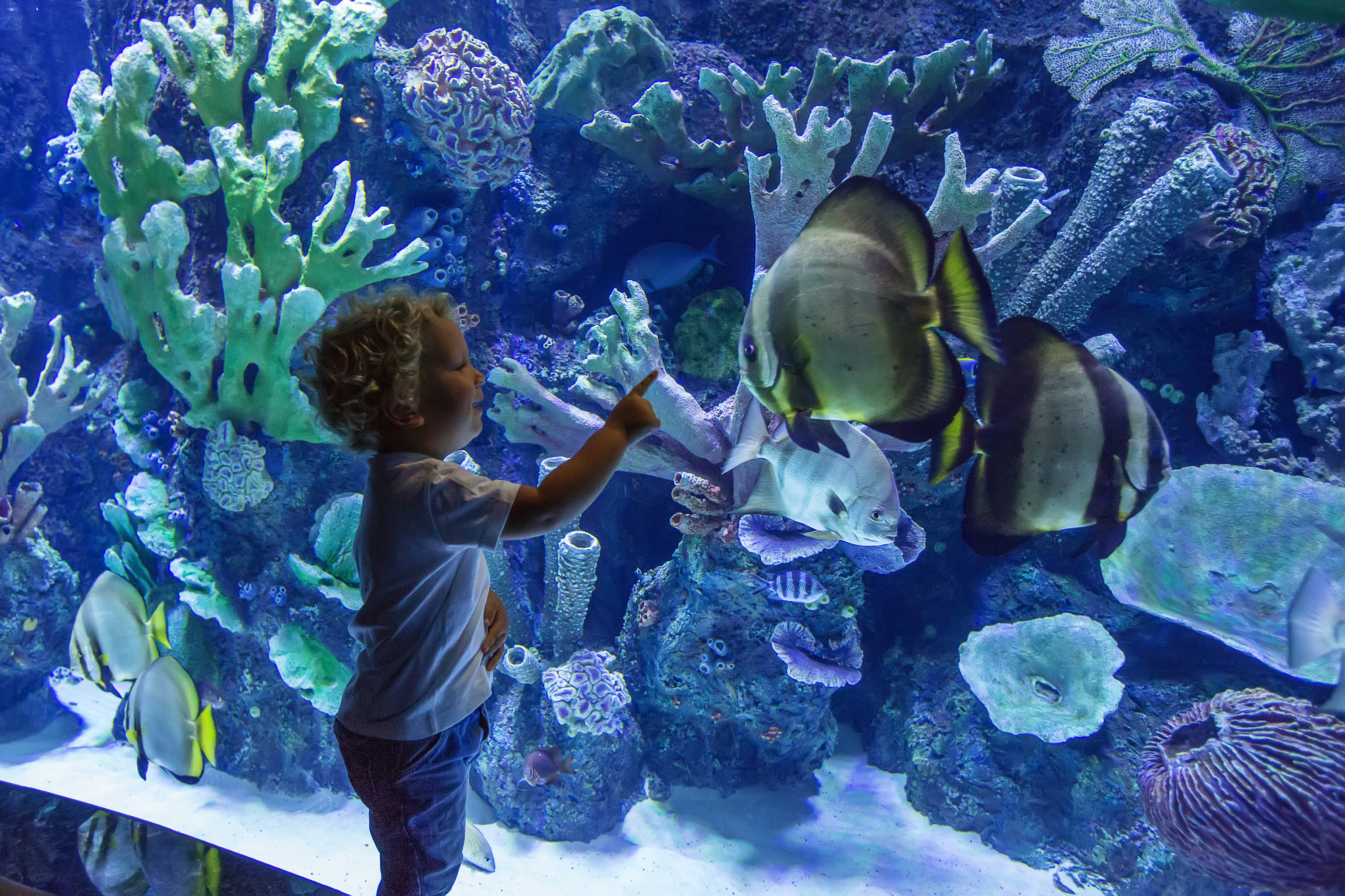 Colorful tropical fish at an aquarium